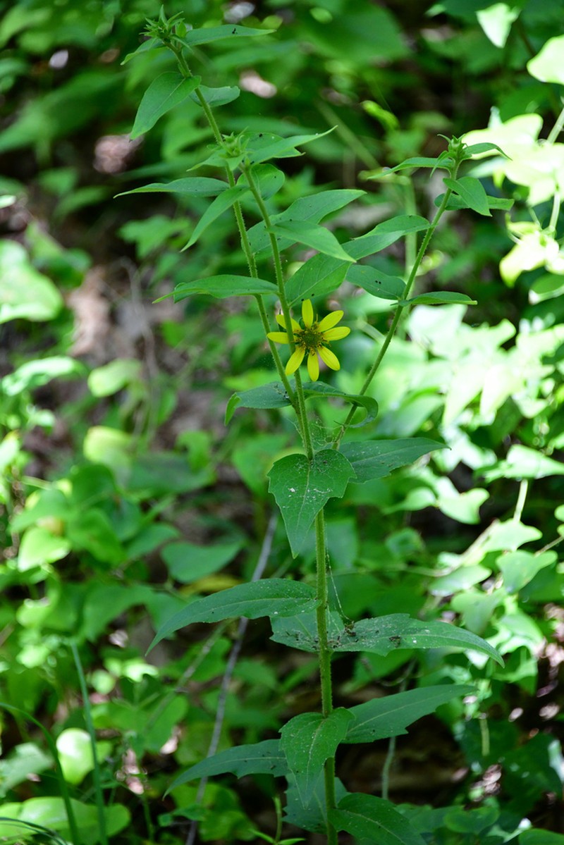 Silphium asperrimum photo 3