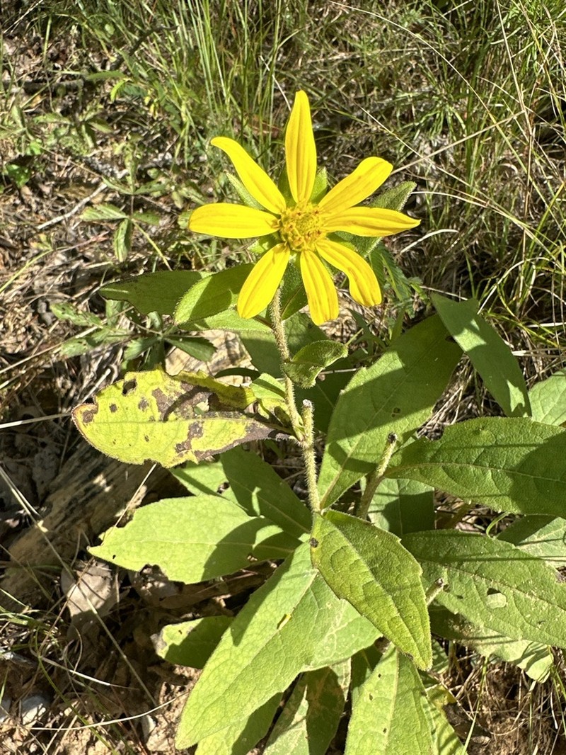 Silphium asperrimum photo 4