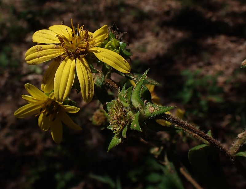Silphium asperrimum photo 5