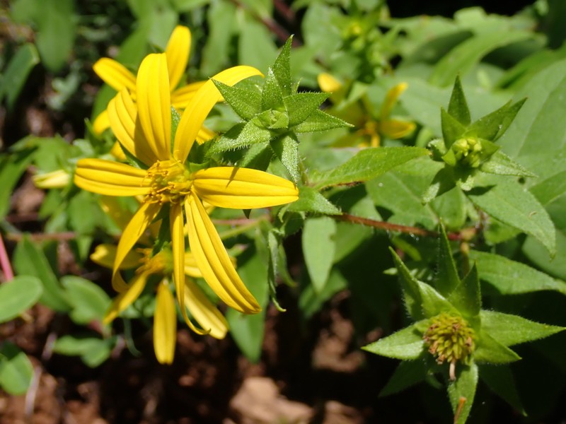 Silphium asperrimum photo 6