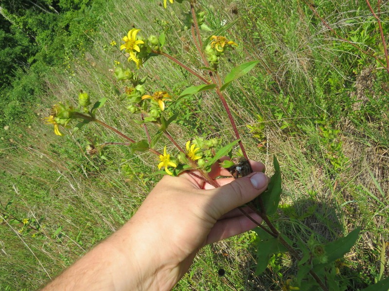 Silphium asperrimum photo 7