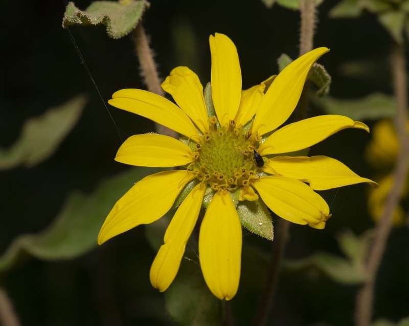 Silphium asperrimum photo 8
