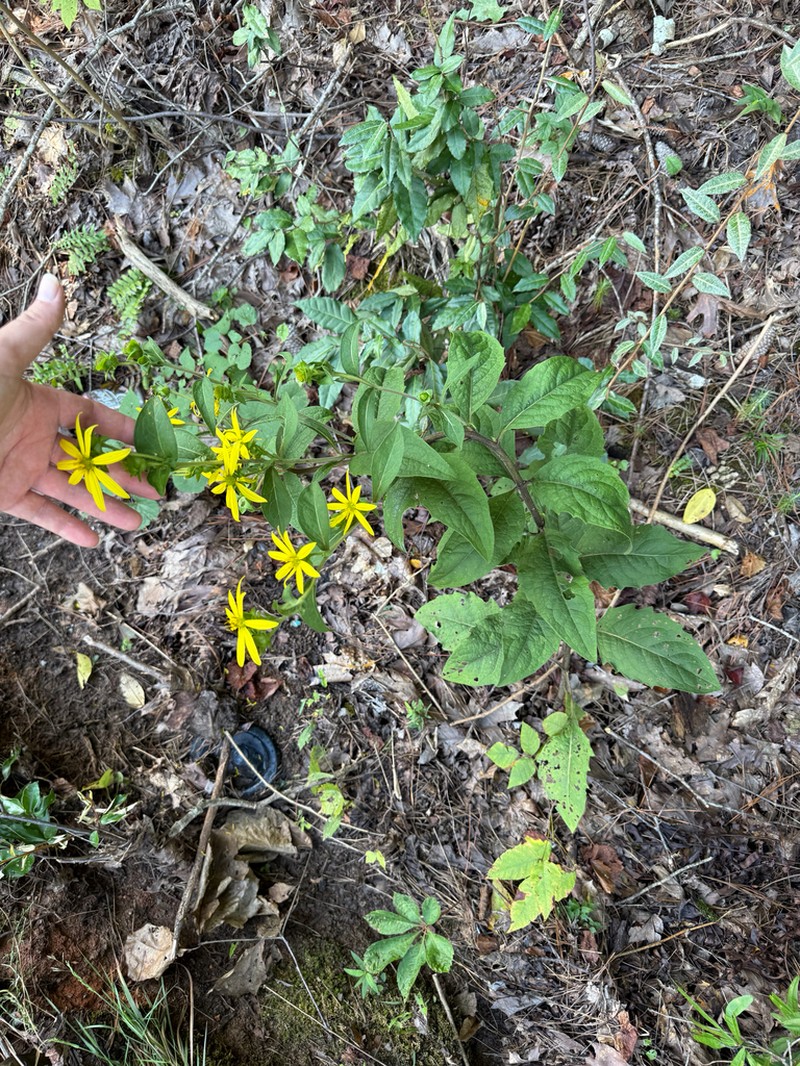 Starry Rosinweed photo 2