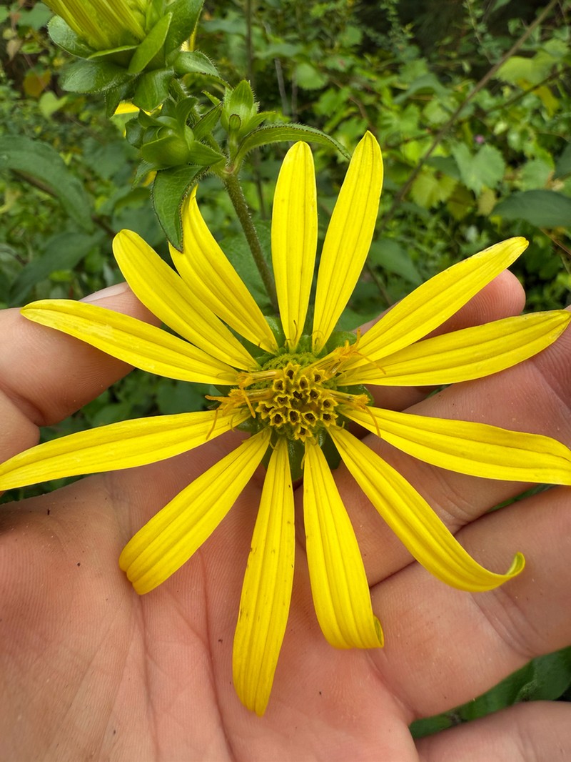 Starry Rosinweed photo 3