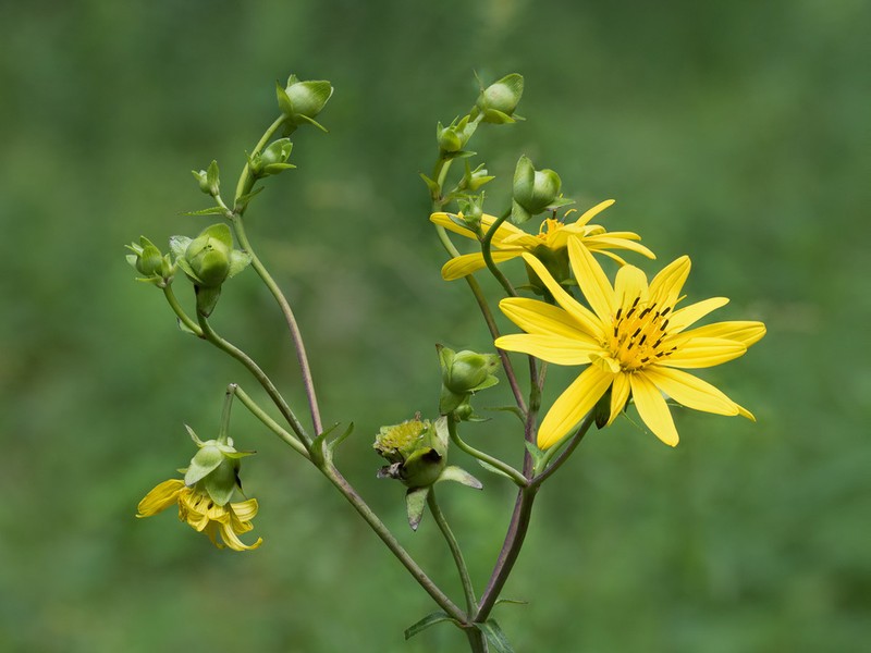 Starry Rosinweed photo 4