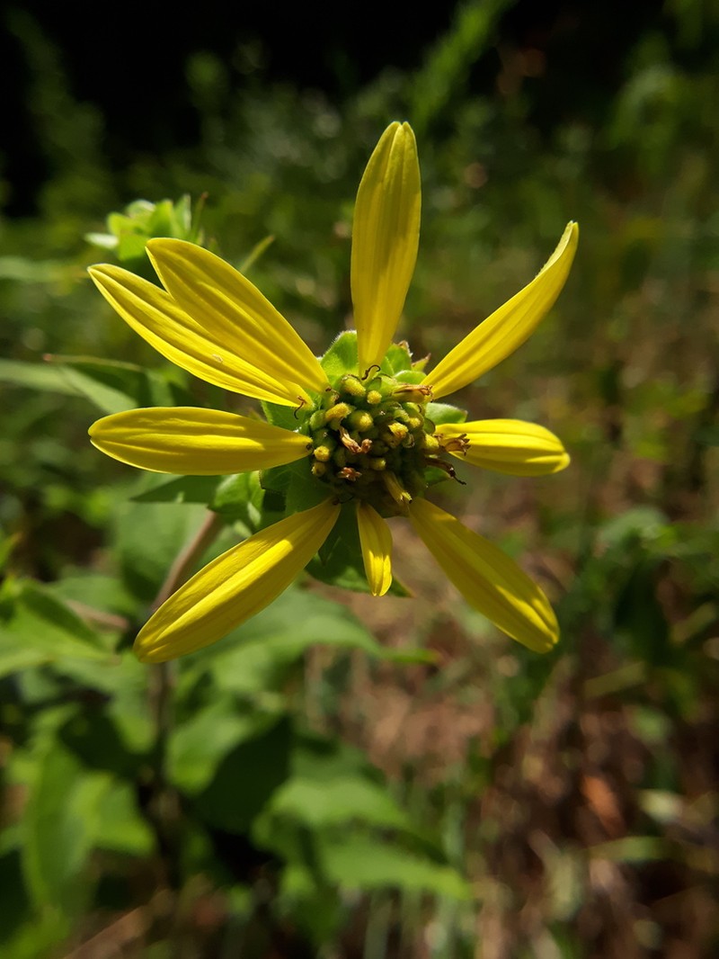 Starry Rosinweed photo 5