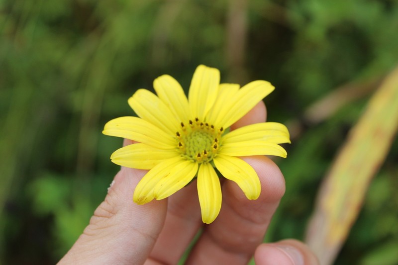Starry Rosinweed photo 6