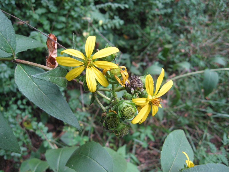 Starry Rosinweed