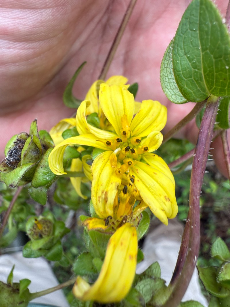 Roughleaf Rosinweed