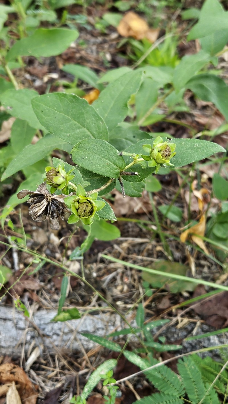 Roughleaf Rosinweed photo 2