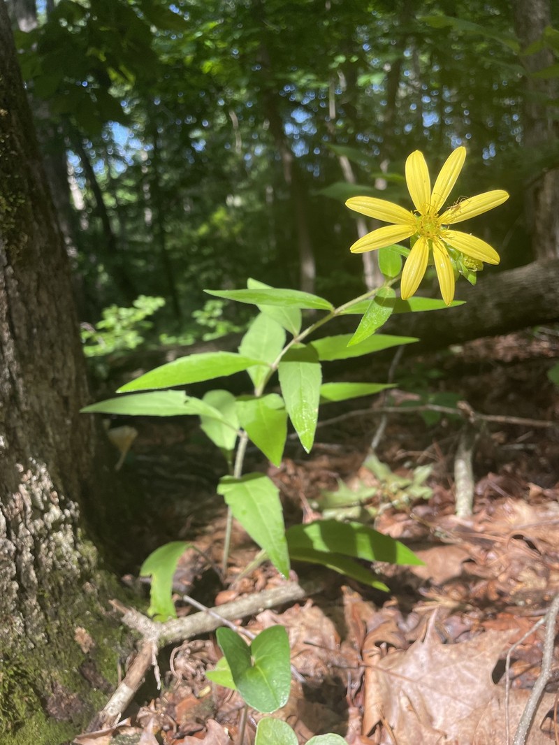 Roughleaf Rosinweed photo 3