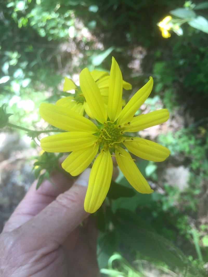 Roughleaf Rosinweed photo 4
