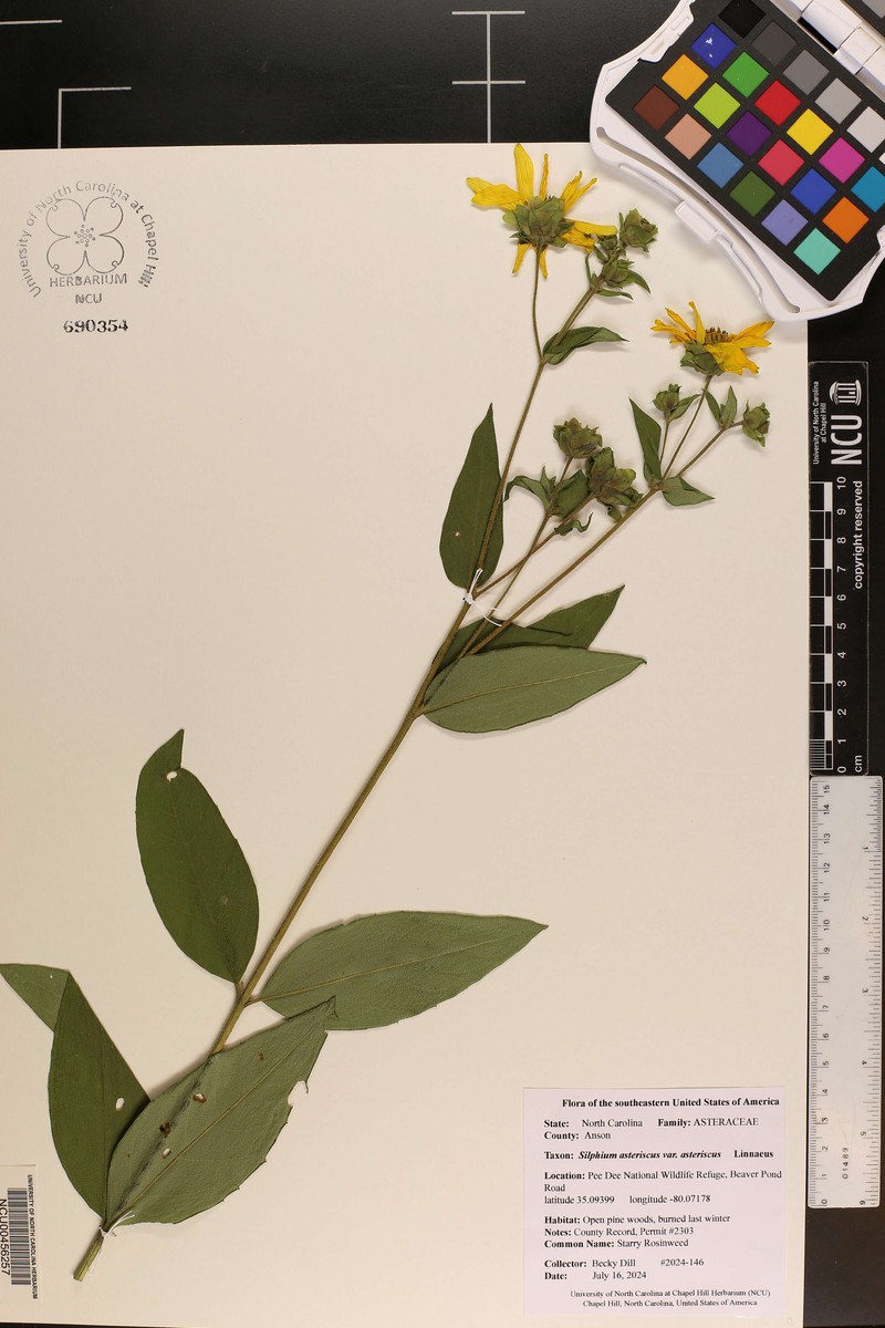 Roughleaf Rosinweed photo 5