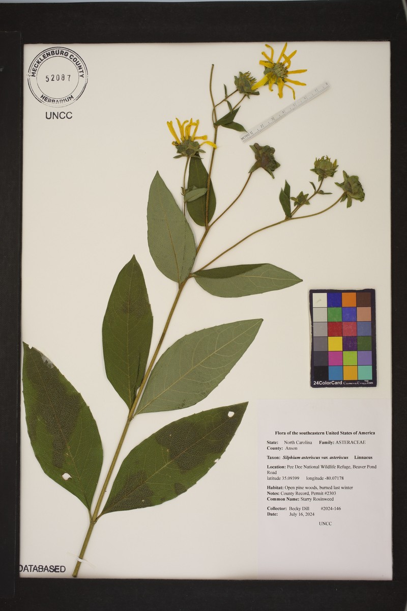 Roughleaf Rosinweed photo 6