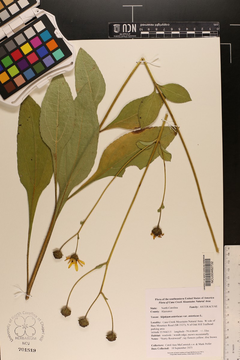 Roughleaf Rosinweed photo 7