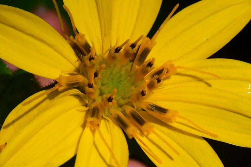 Roughleaf Rosinweed photo 8