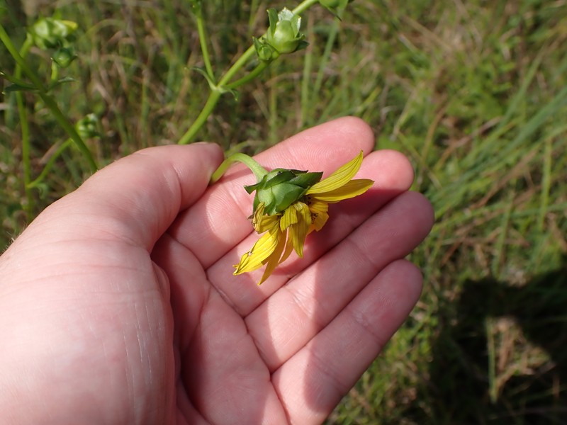 Silphium asteriscus var. latifolium