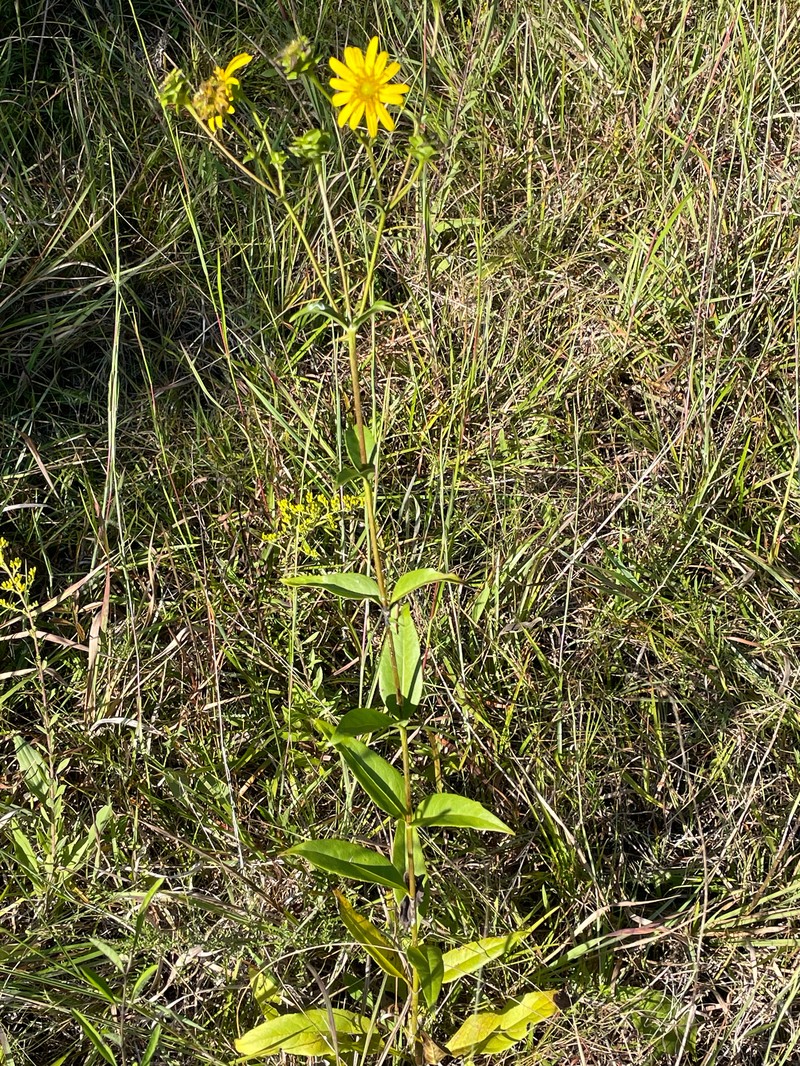 Silphium asteriscus var. latifolium photo 2