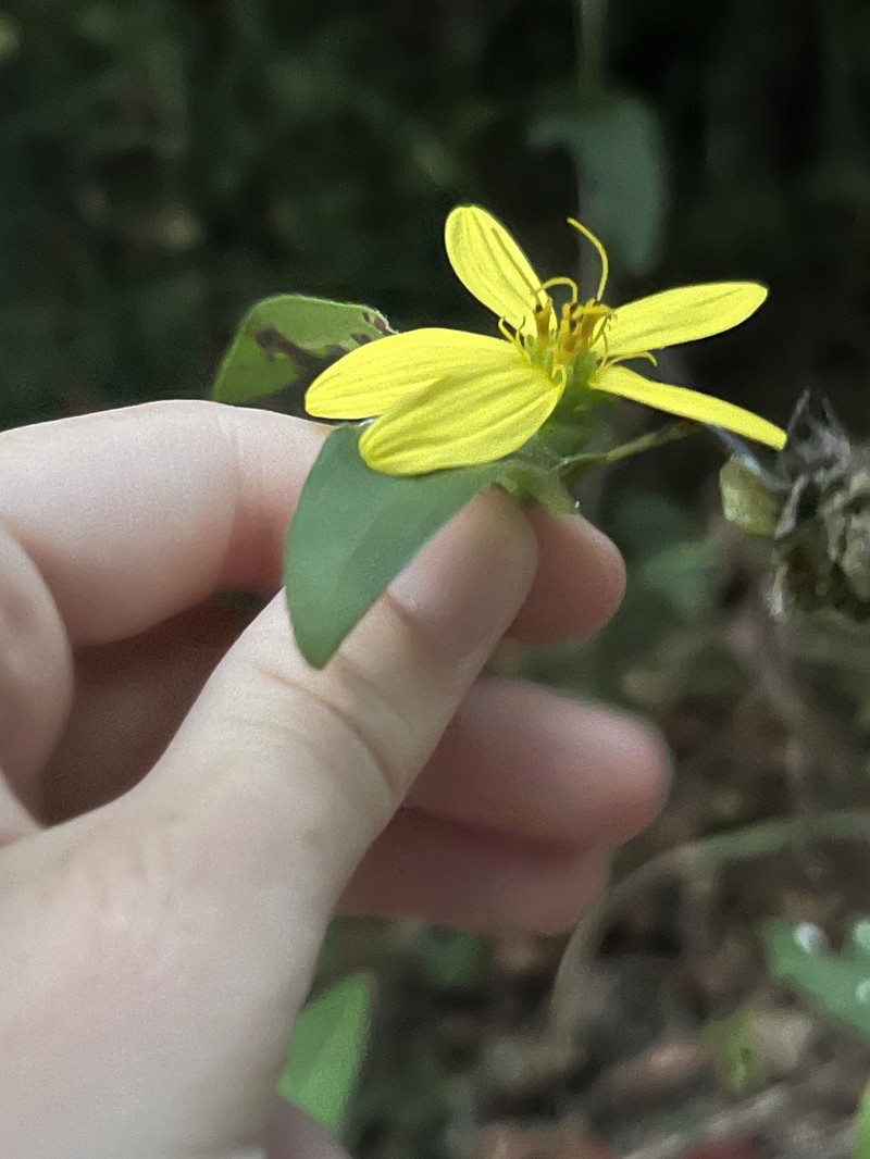 Silphium asteriscus var. latifolium photo 3
