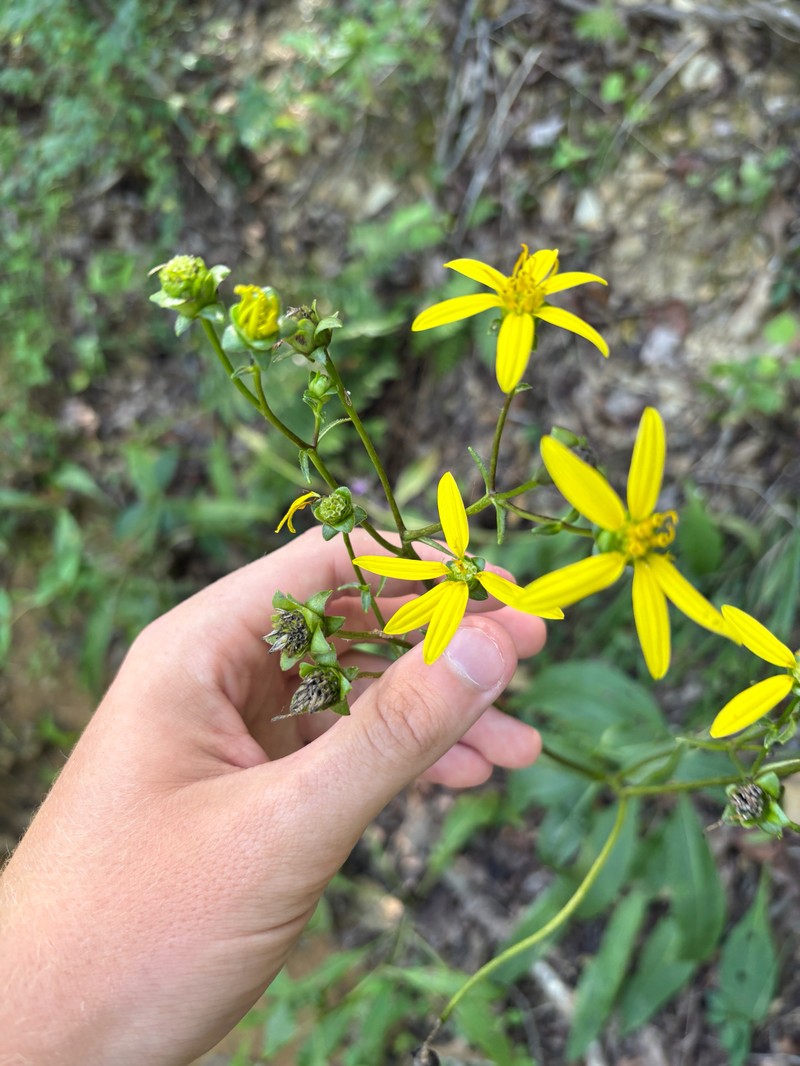 Silphium asteriscus var. latifolium photo 4