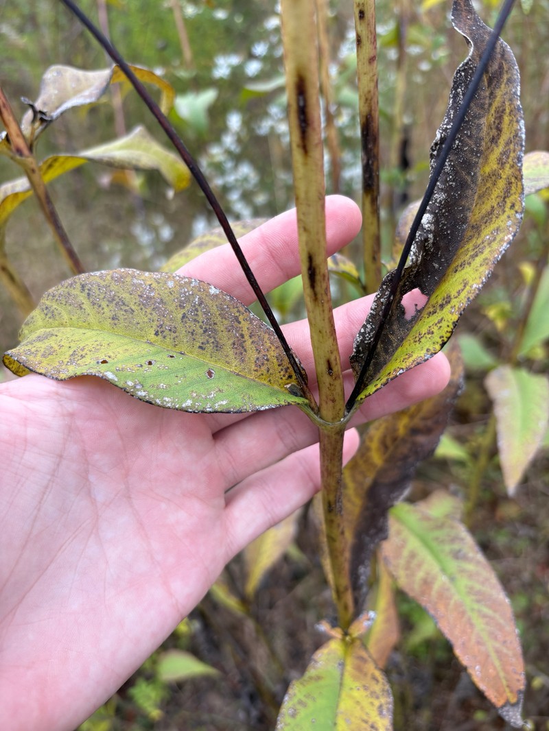 Silphium asteriscus var. latifolium photo 5