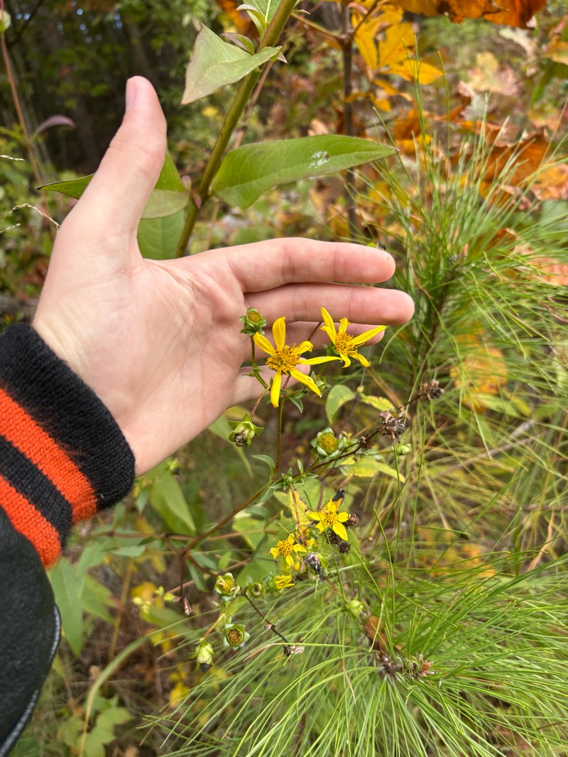 Silphium asteriscus var. latifolium photo 6