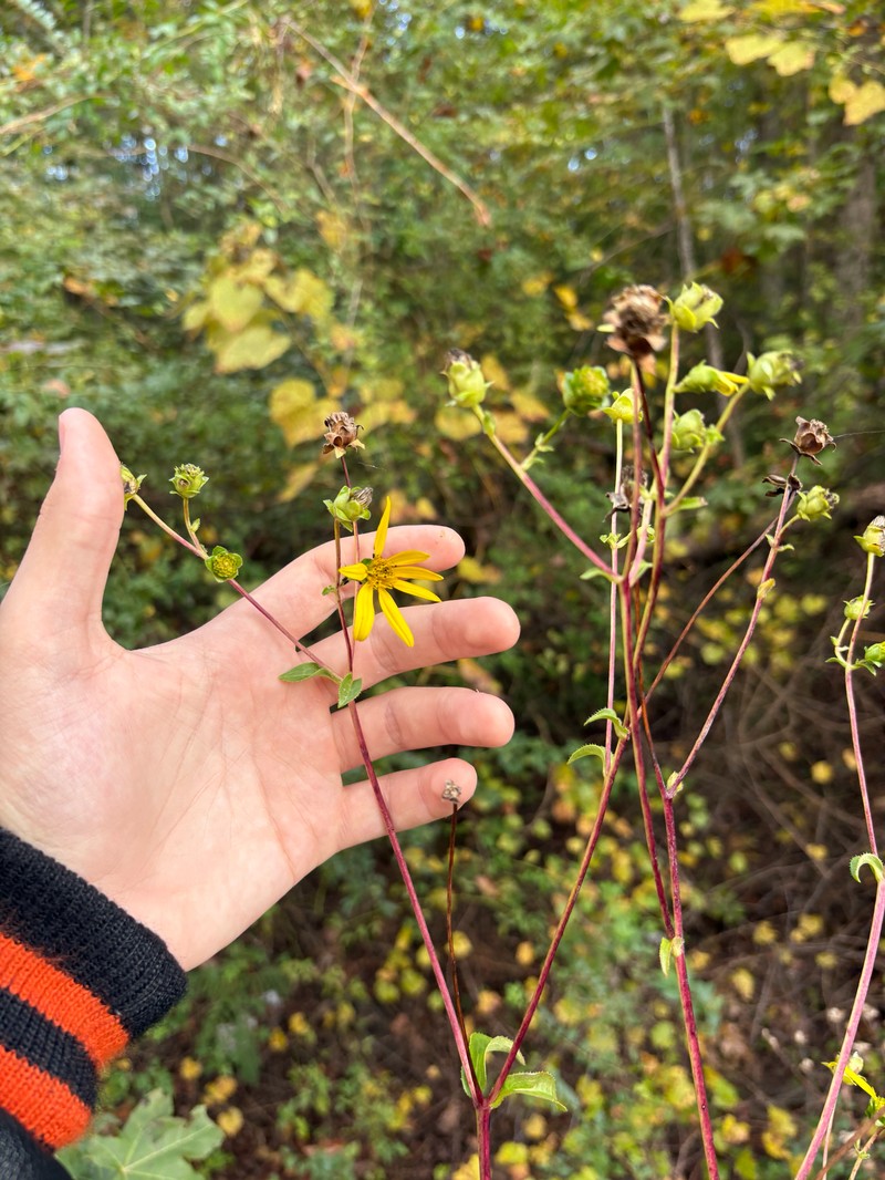Silphium asteriscus var. latifolium photo 7