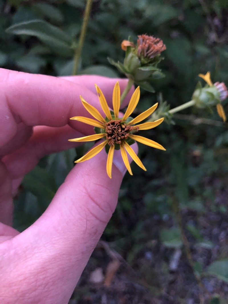 Silphium asteriscus var. latifolium photo 8