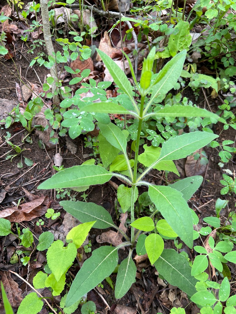 Whorled Rosinweed