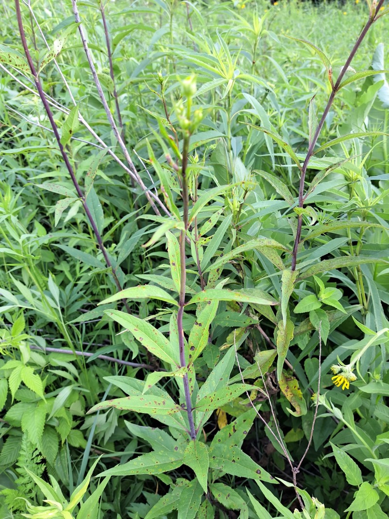 Whorled Rosinweed photo 2