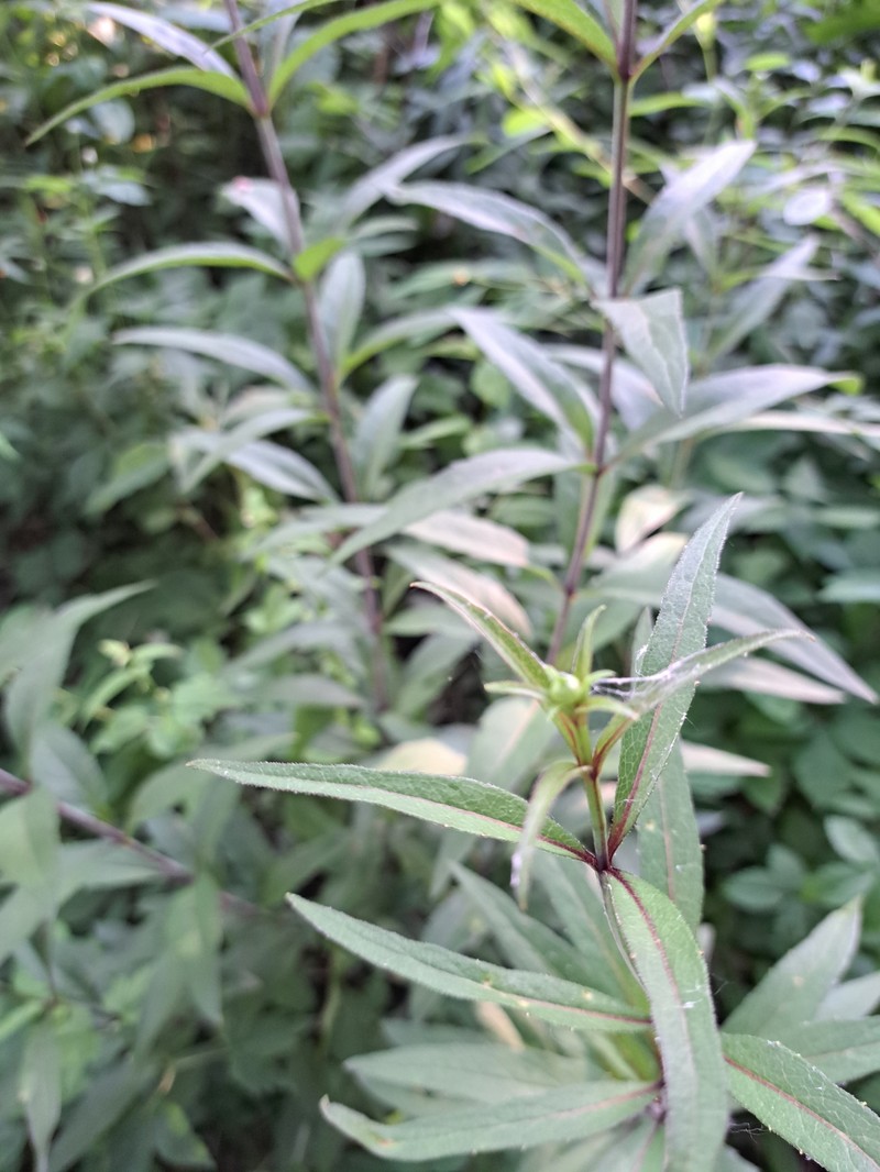 Whorled Rosinweed photo 3
