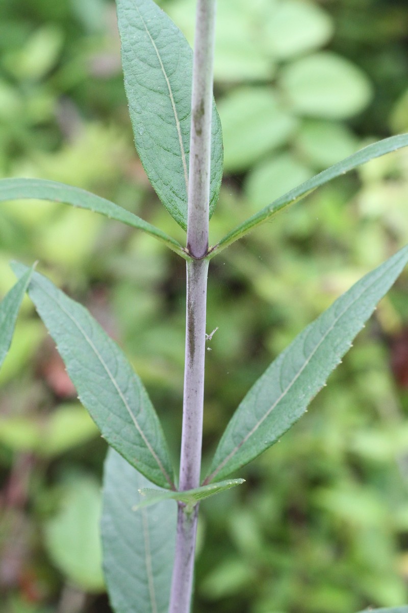 Whorled Rosinweed photo 4