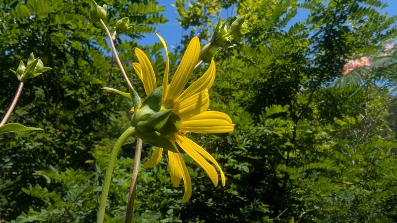 Whorled Rosinweed photo 5