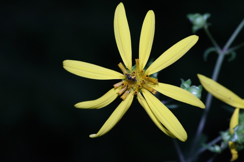 Whorled Rosinweed photo 6