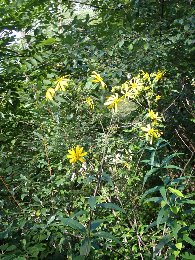 Whorled Rosinweed photo 7