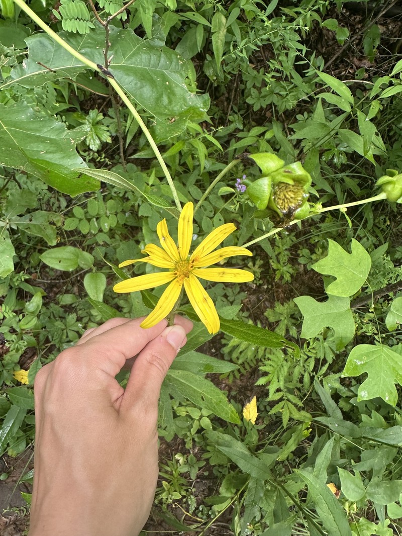 Whorled Rosinweed photo 8