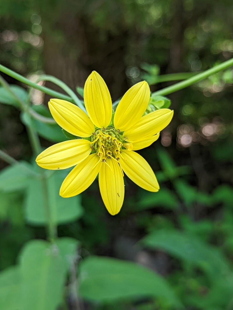 Cumberland Rosinweed