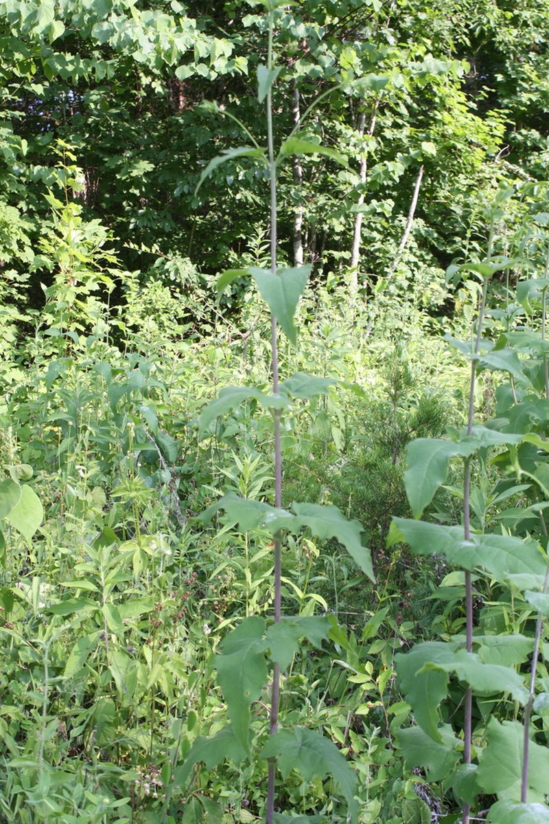 Cumberland Rosinweed photo 2