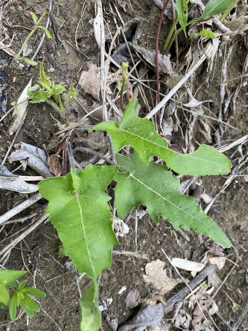 Cumberland Rosinweed photo 3
