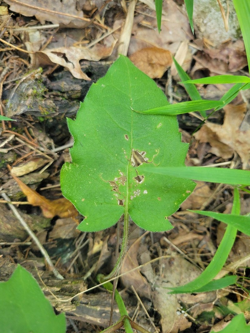 Cumberland Rosinweed photo 4