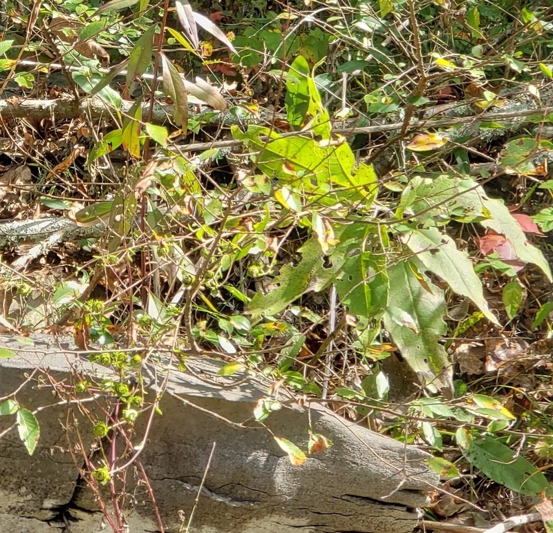 Cumberland Rosinweed photo 5