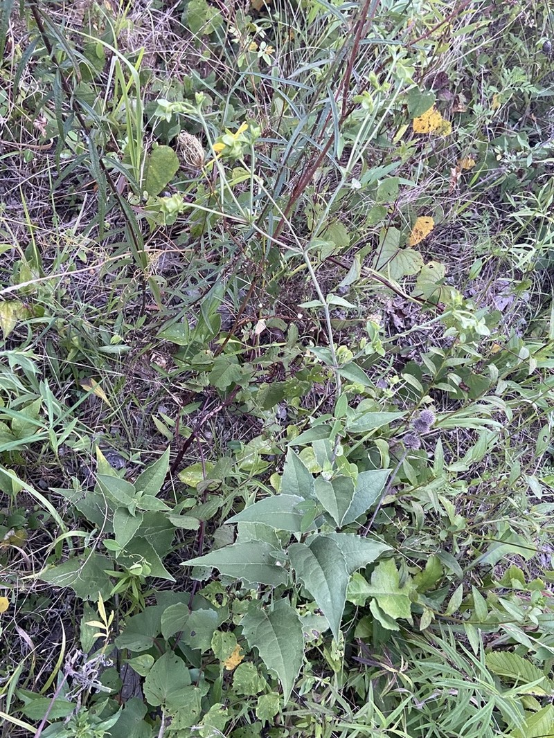 Cumberland Rosinweed photo 6