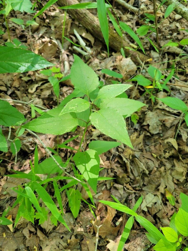 Cumberland Rosinweed photo 7