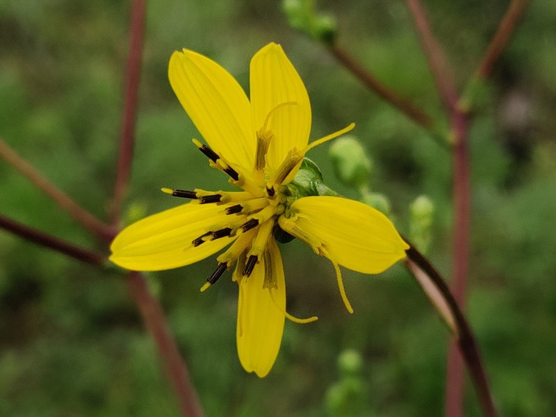 Kidneyleaf Rosinweed