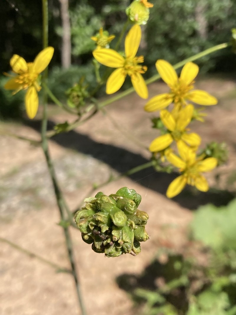 Kidneyleaf Rosinweed photo 2