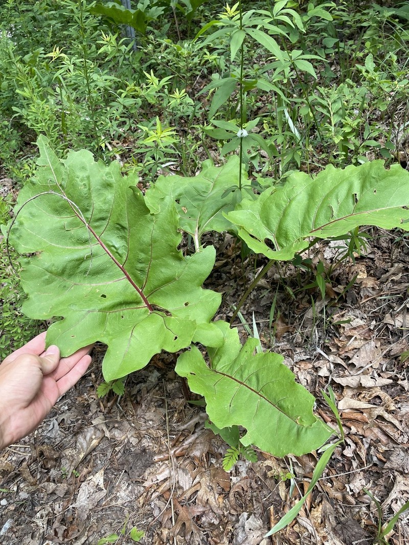 Kidneyleaf Rosinweed photo 3
