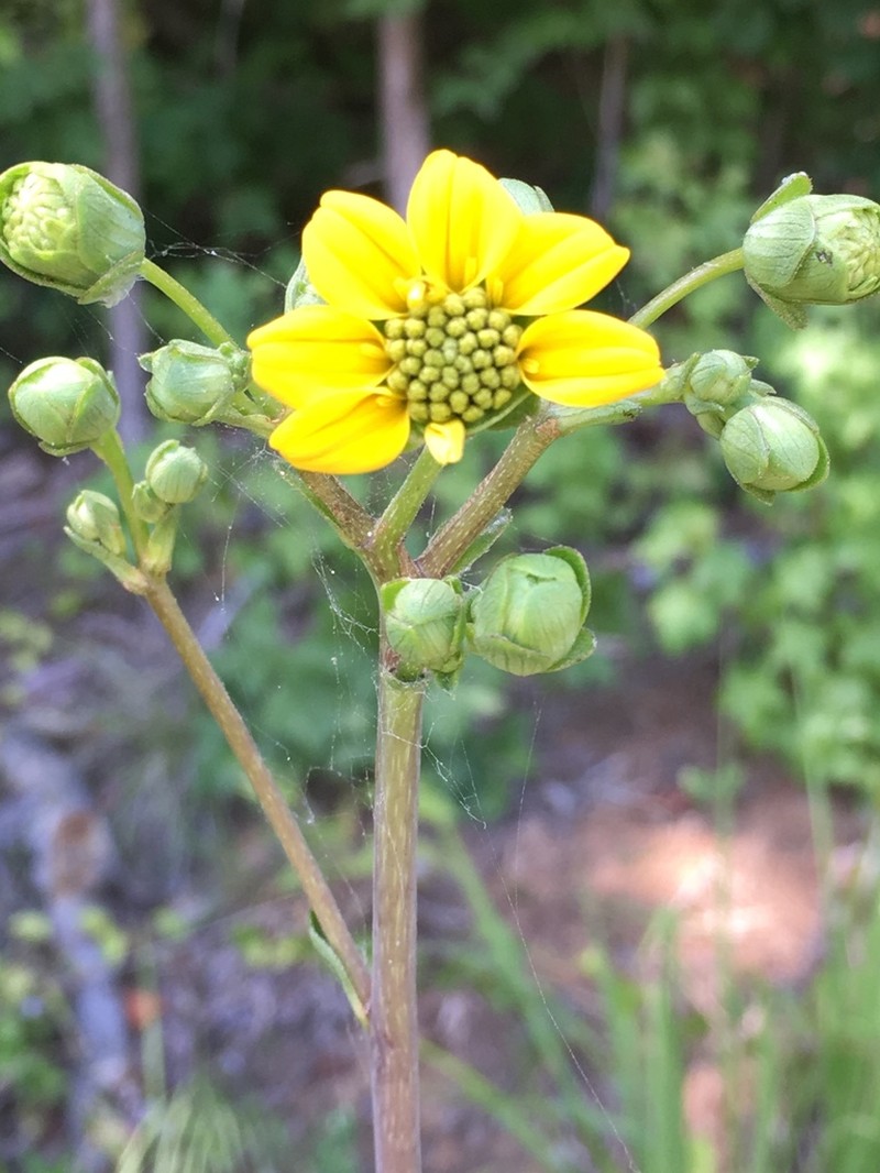 Kidneyleaf Rosinweed photo 4