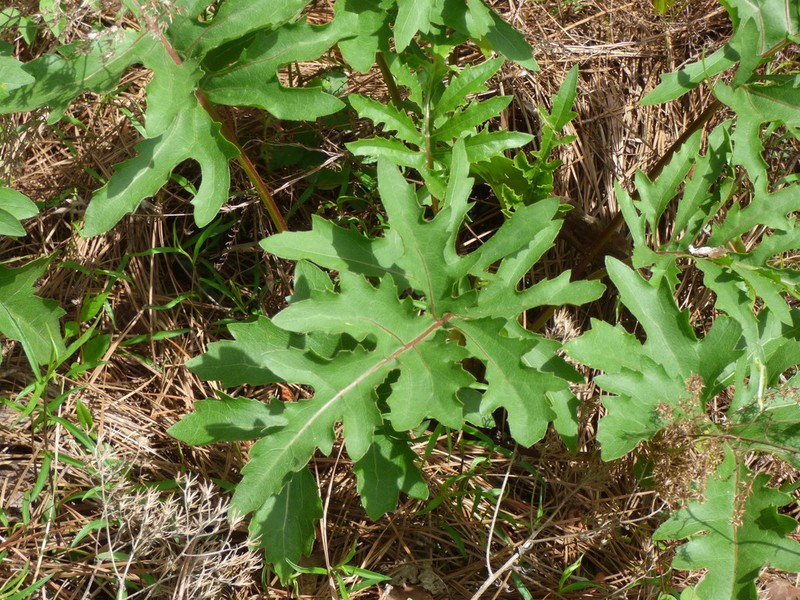 Kidneyleaf Rosinweed photo 5