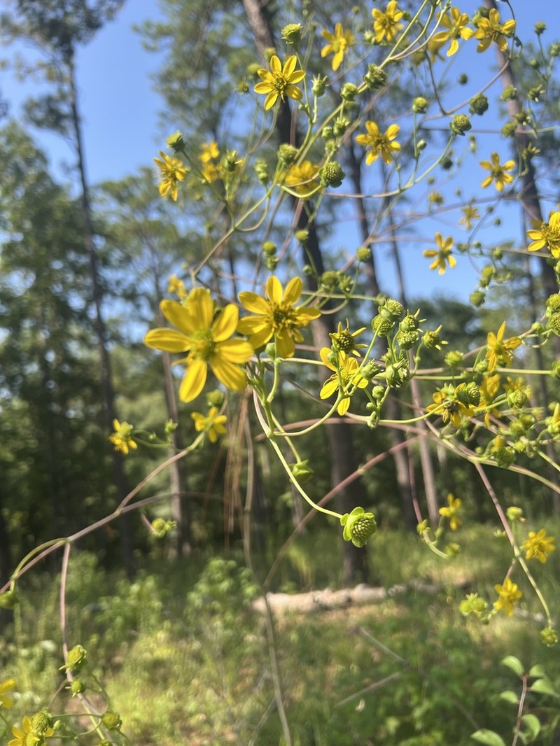 Kidneyleaf Rosinweed photo 6