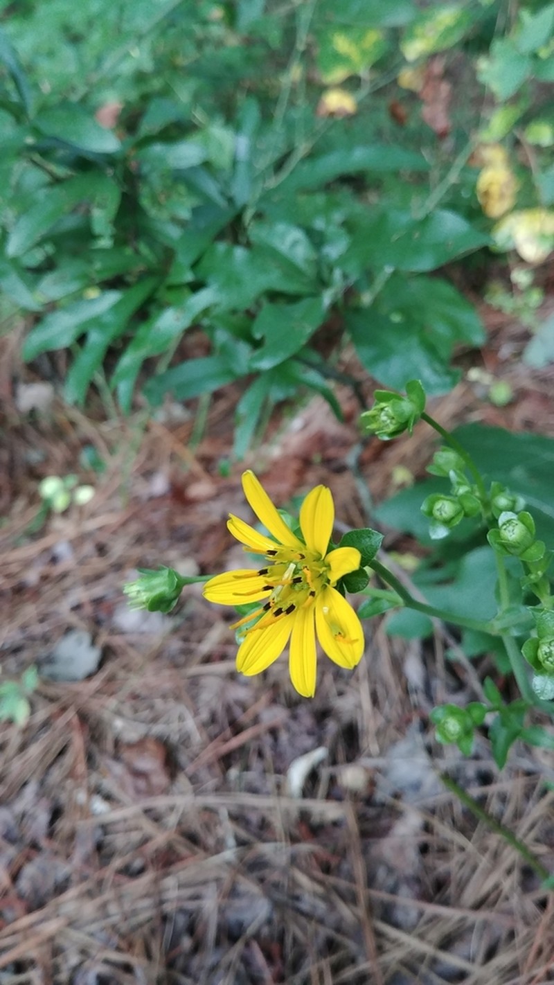 Kidneyleaf Rosinweed photo 7